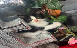 Ragdoll cats for sale: 3 beautiful ragdoll kittens available  - Image 4