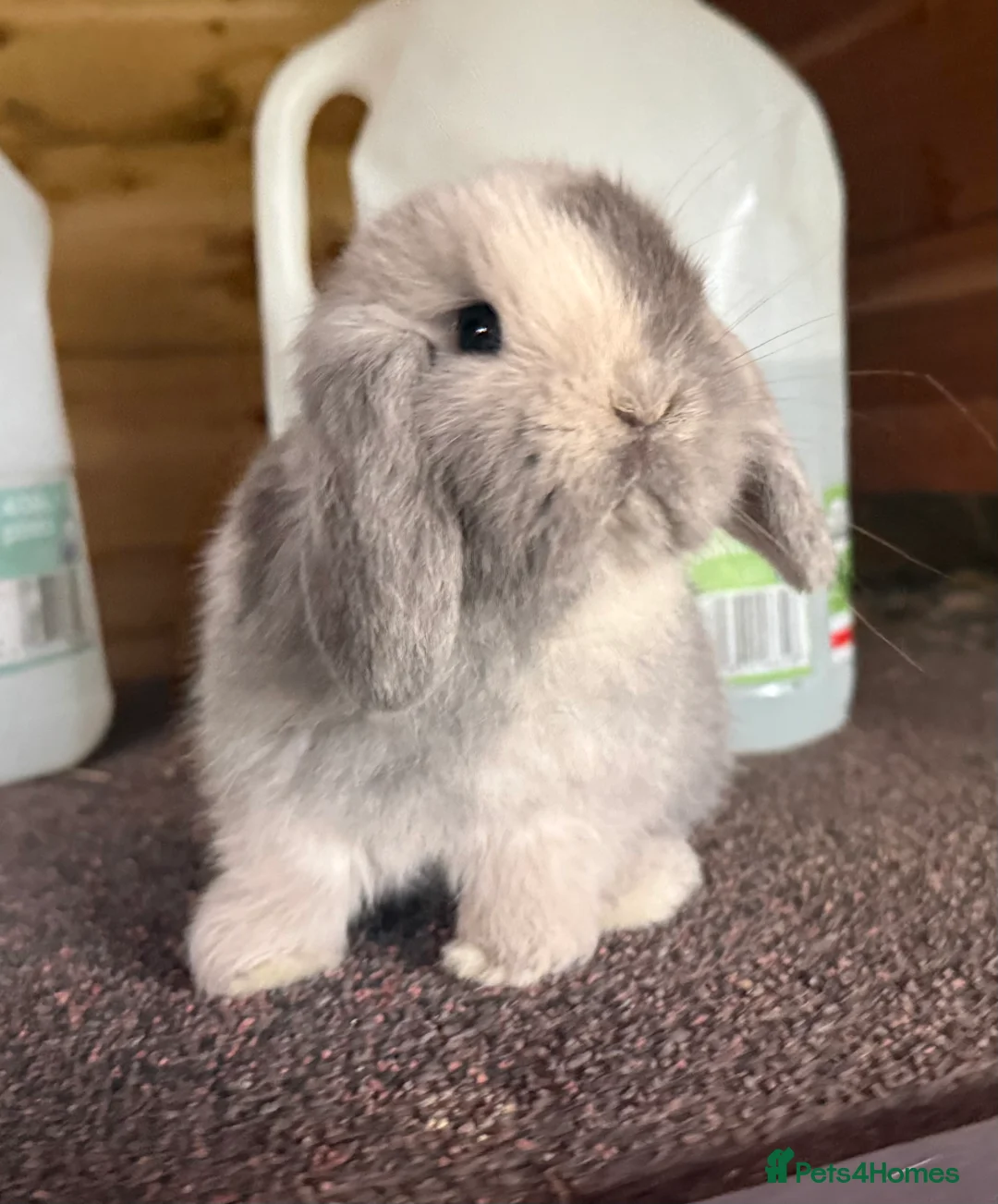 Mini Lop rabbits for sale: Blue Sabled mini lop buck - Advert 9