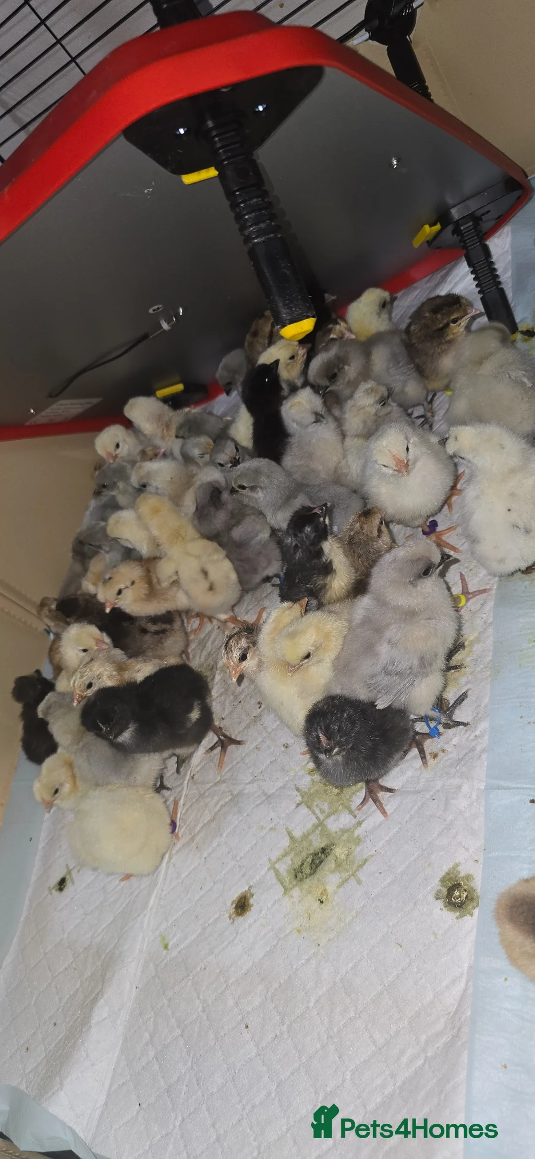 Chickens poultry for sale: Day old chicks various breeds - Advert 1