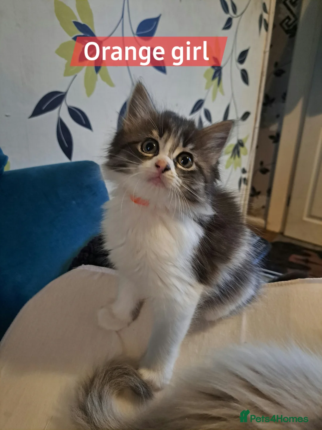Mixed Breed cats for sale: Beautiful maine coon mix kittens available 💜 - Advert 6