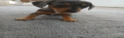 Chiweenie dogs for sale: Stunning chiweenies ready - Advert 7