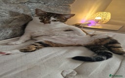 Mixed Breed cats for sale: 2 year old female  - Image 8