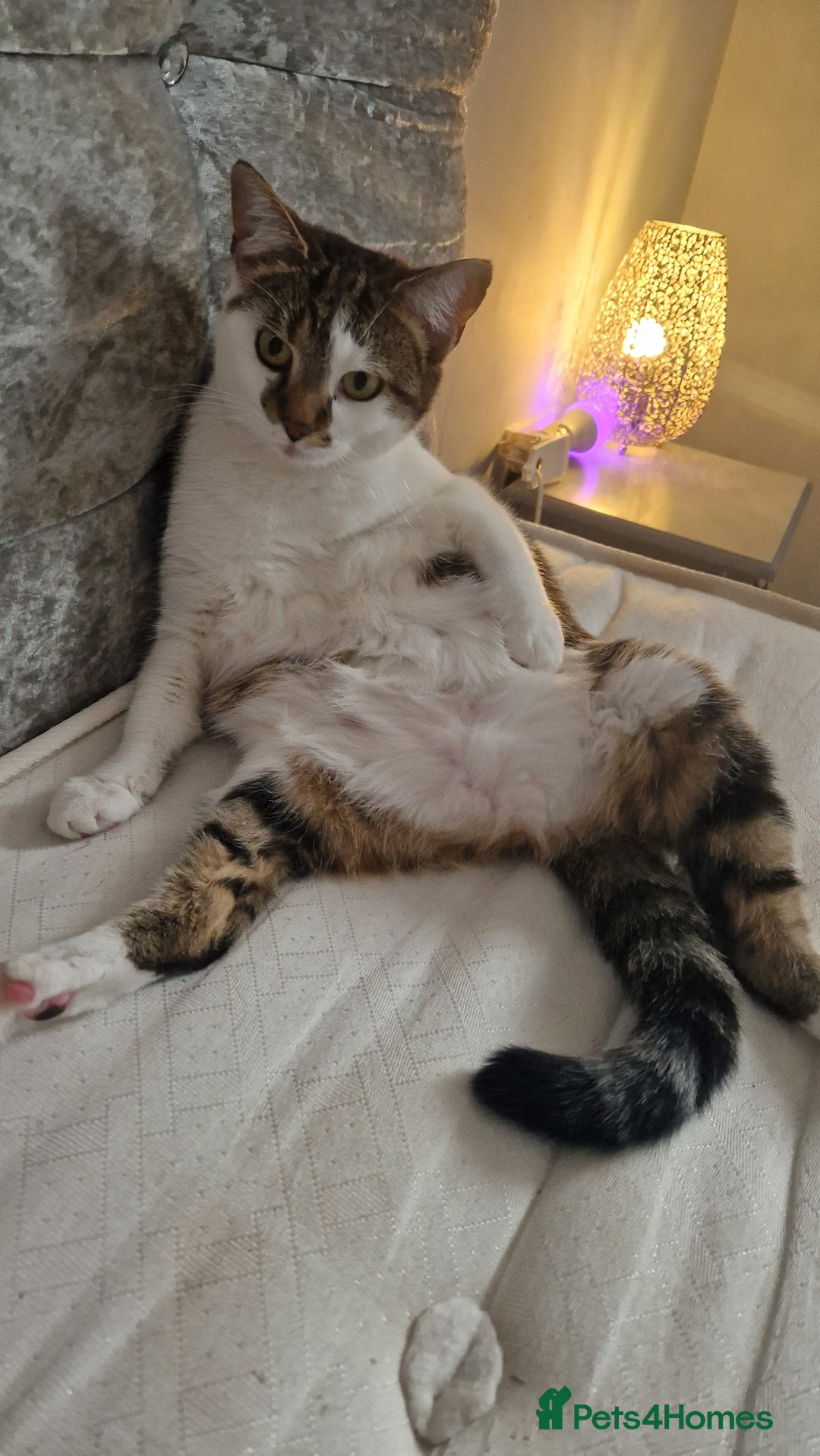 Mixed Breed cats for sale: 2 year old female  - Image 8