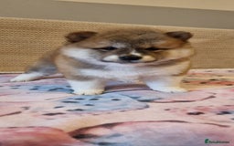 Japanese Shiba Inu dogs for sale: Beautiful Japanese Shiba Inu Puppies - Image 16