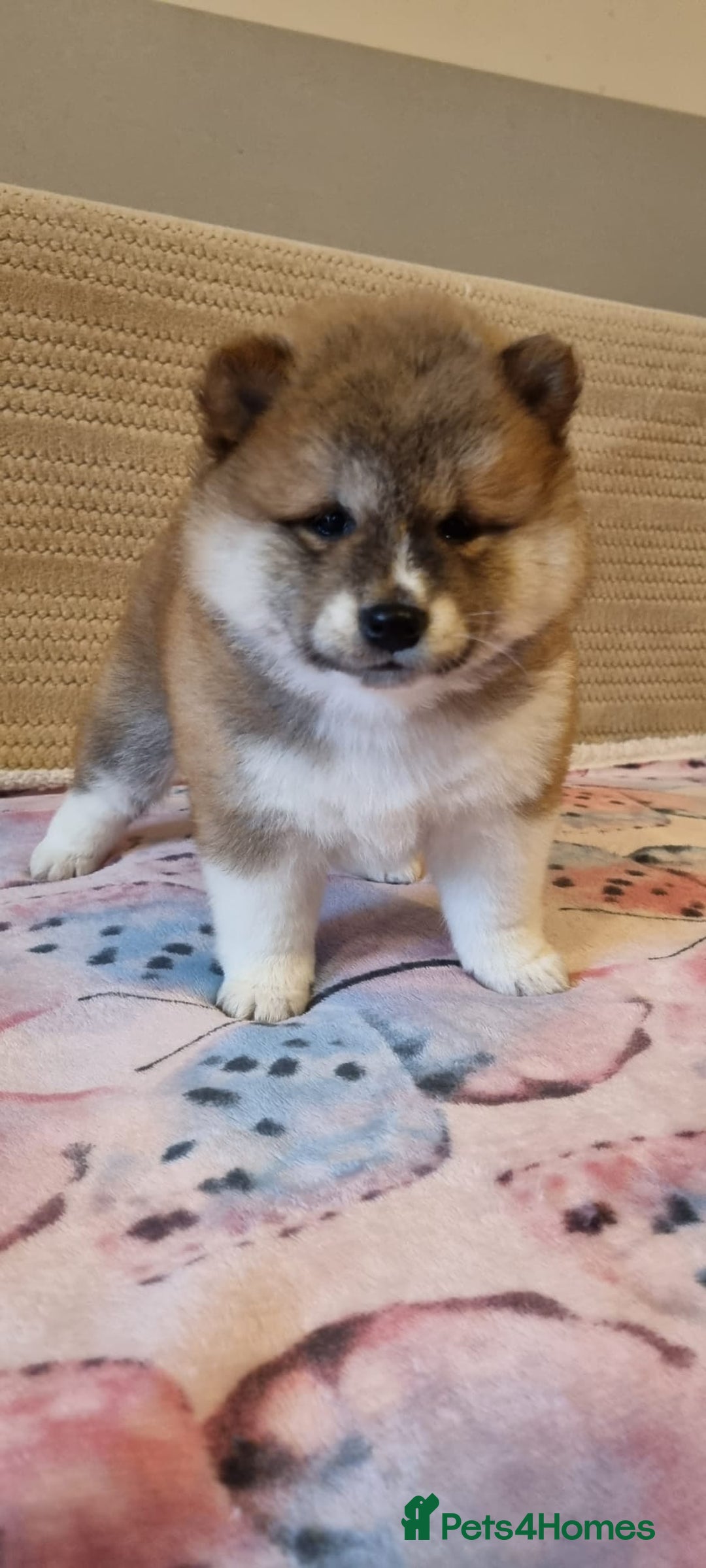 Japanese Shiba Inu dogs for sale: Beautiful Japanese Shiba Inu Puppies - Image 16