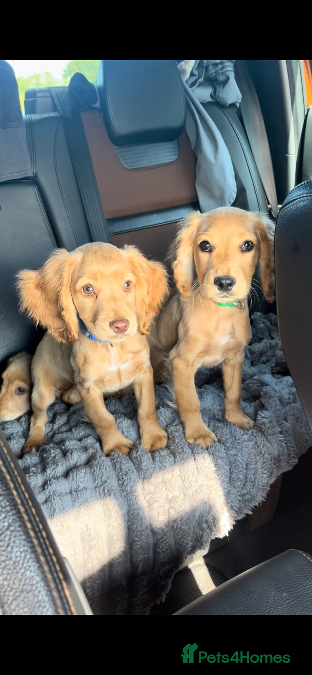 Cocker Spaniel dogs for sale: Gorgeous litter of cocker spaniels 2 boys 1 girl  - Image 2