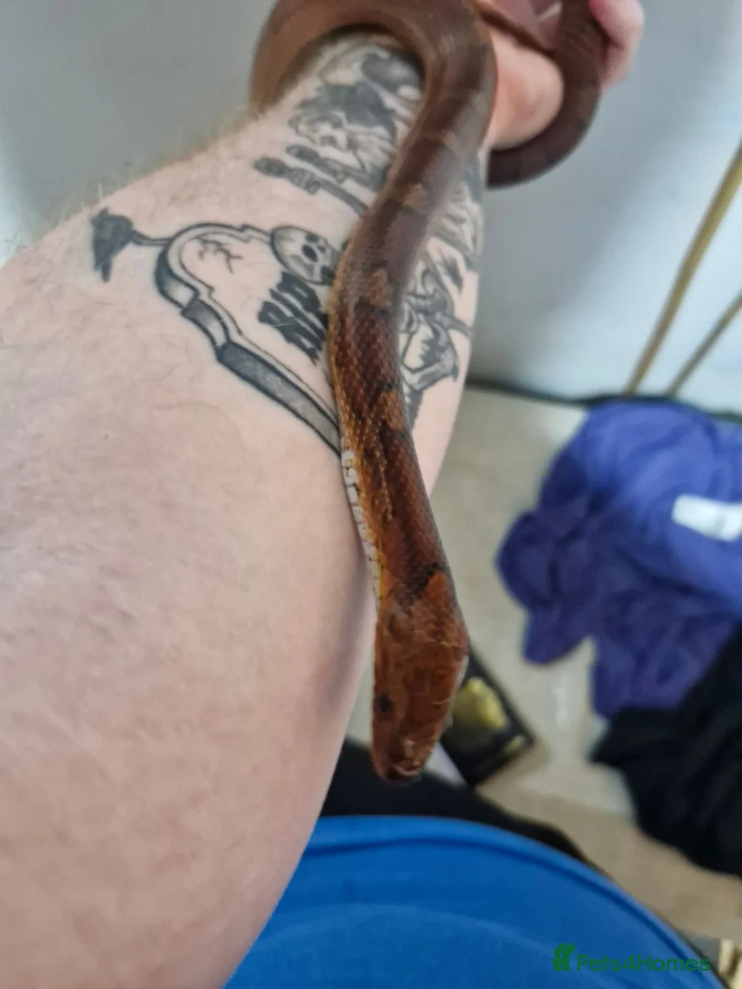 Corn Snake reptiles for sale: Corn snake for sale in Skelmersdale - Advert 2