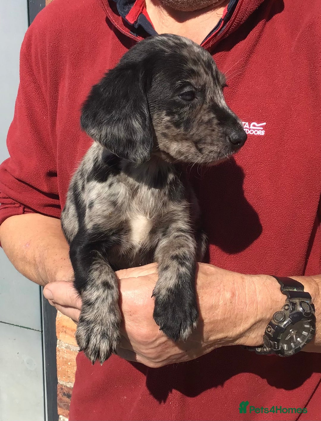 Cockerdor dogs for sale: AMAZING COCKERDOR/COCKADOR PUPPIES - Image 25