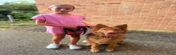 German Shepherd dogs for sale: Liver and tan German shepherd  - Advert 2