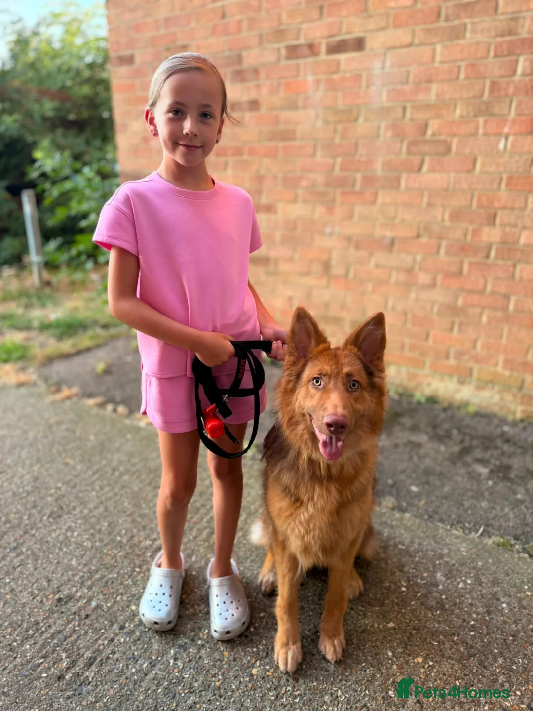 German Shepherd dogs for sale: Liver and tan German shepherd  - Advert 2