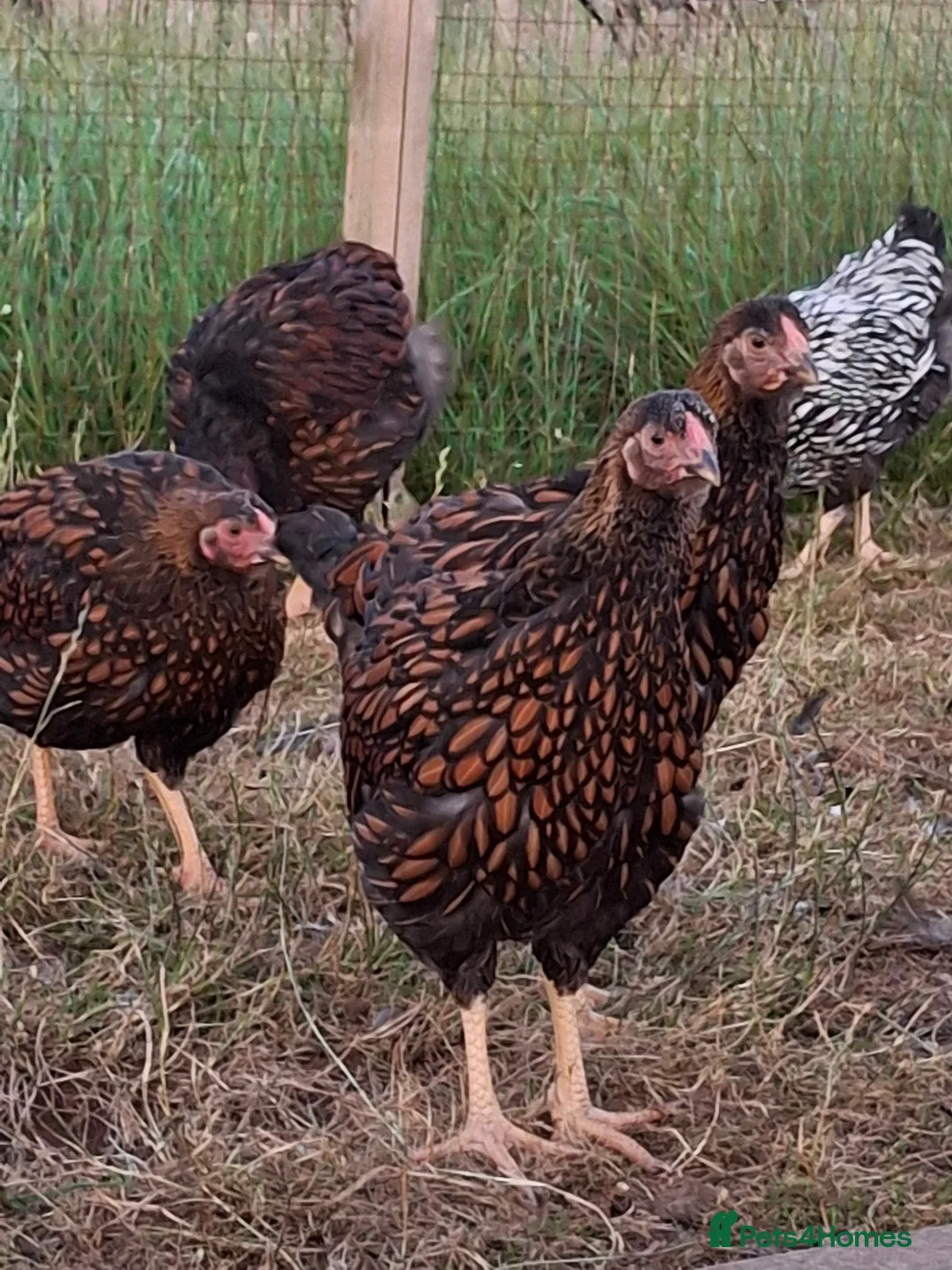 Chickens poultry for sale: LACED WYANDOTTES  - Advert 10