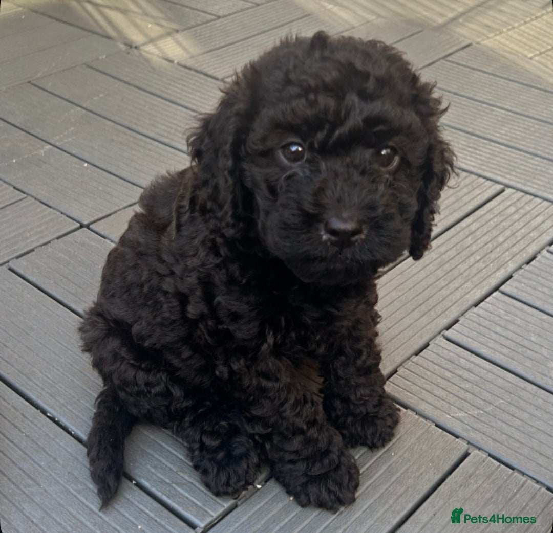 Cockapoo dogs for sale: F1b Cockapoo  - Image 25