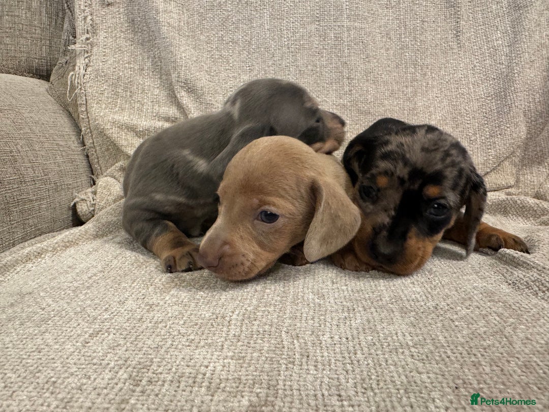 Miniature Dachshund dogs for sale: Miniature Dachshund puppies - Advert 3