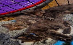 Maine Coon cats for sale: Stunning Maine Coon X  - Image 19
