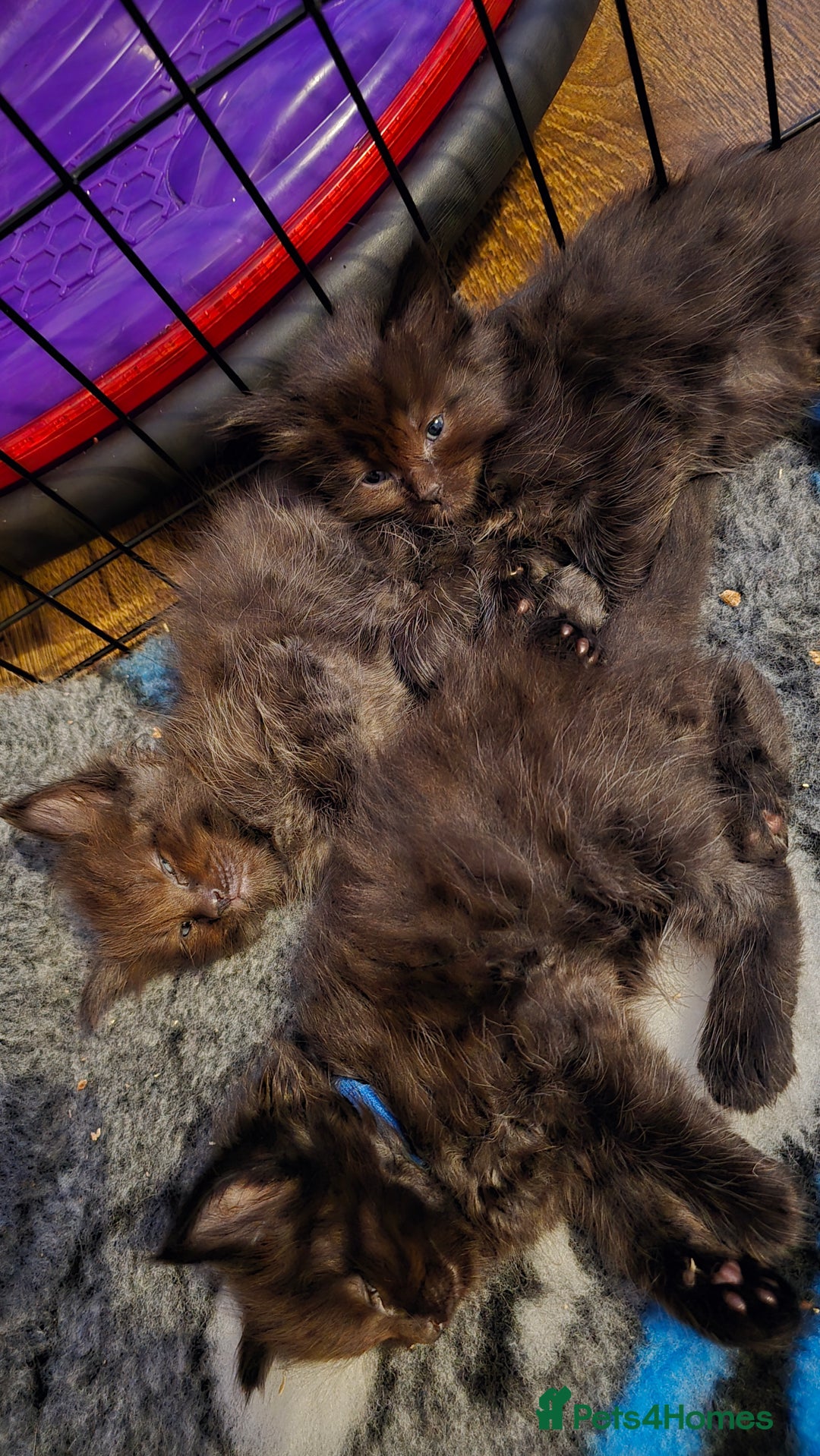 Maine Coon cats for sale: Stunning Maine Coon X  - Image 19