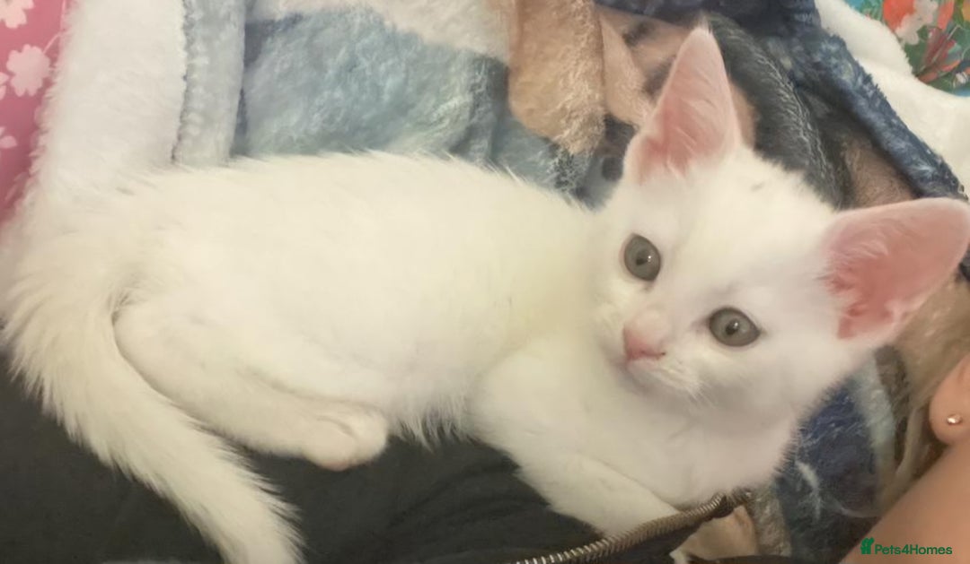 Mixed Breed cats for sale: 3 Stunning female kittens ready for their new home - Advert 18