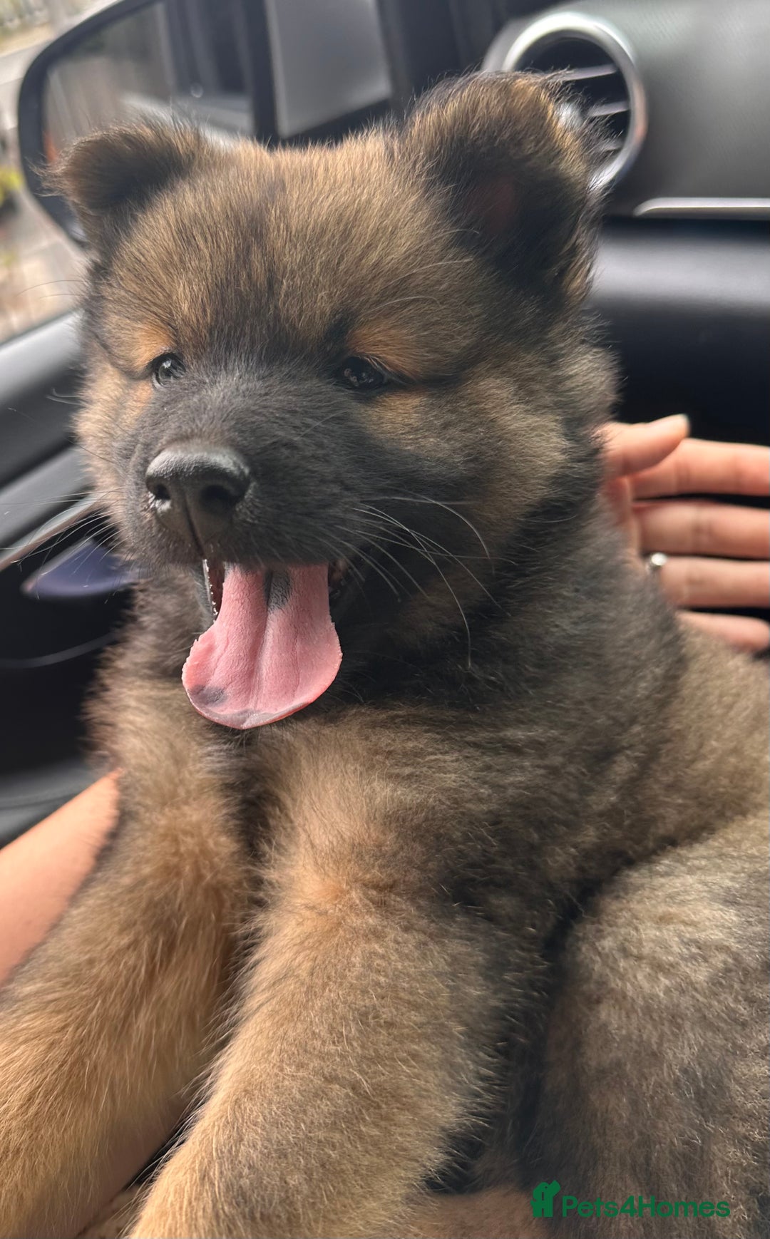 Puppy German Shepherd Chow Dog Brindle Shepherd Chow Dog Medium