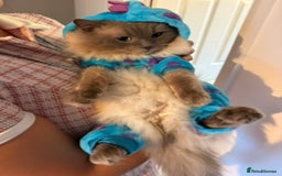 Ragdoll cats for stud: Blue Point Ragdoll Stud Colchester in Colchester - Image 8