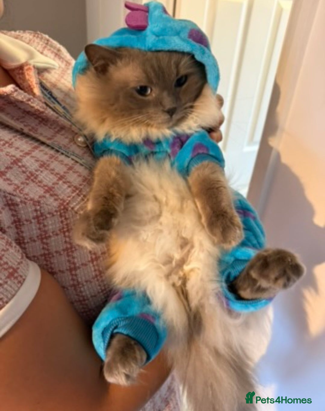 Ragdoll cats for stud: Blue Point Ragdoll Stud Colchester in Colchester - Image 8