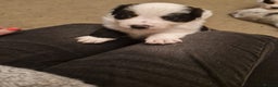 Border Collie dogs for sale: 1 x X male border collie pup left for sale - Advert 7