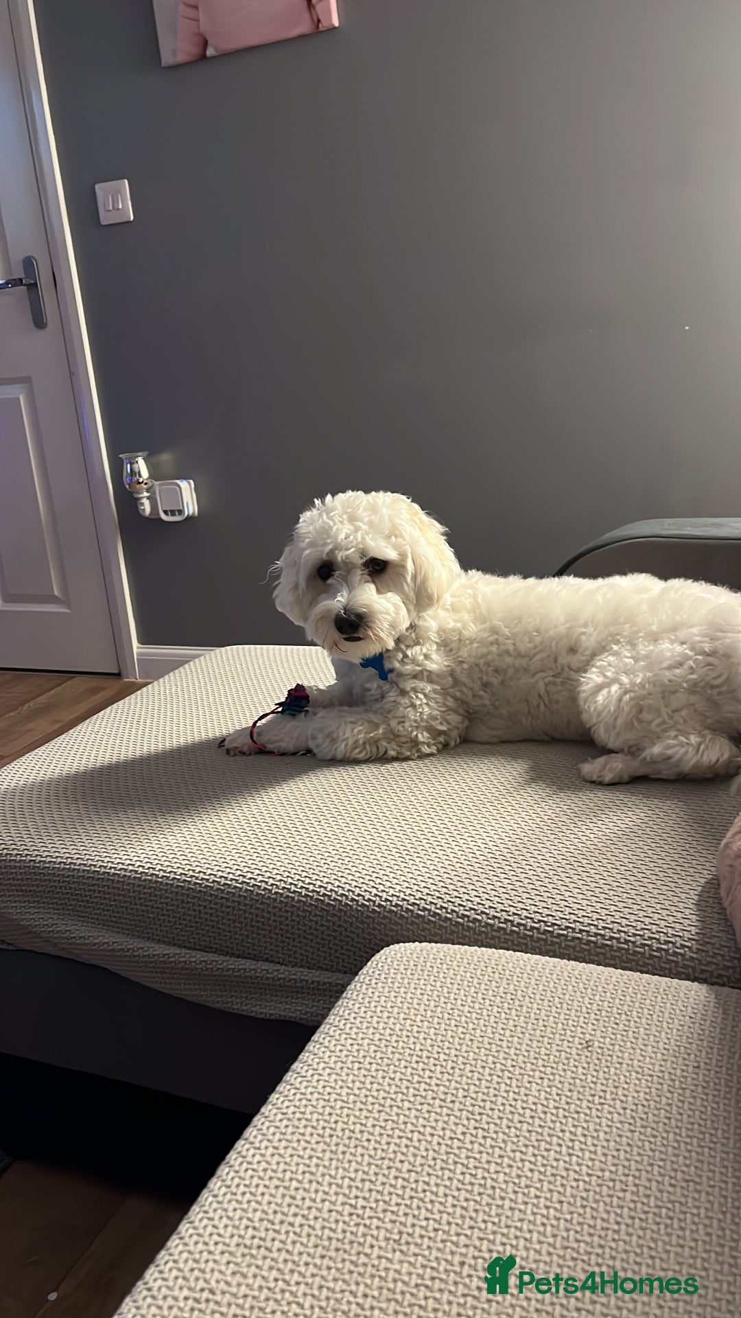 Bichon Frise dogs for sale: Loving home wanted  - Image 5