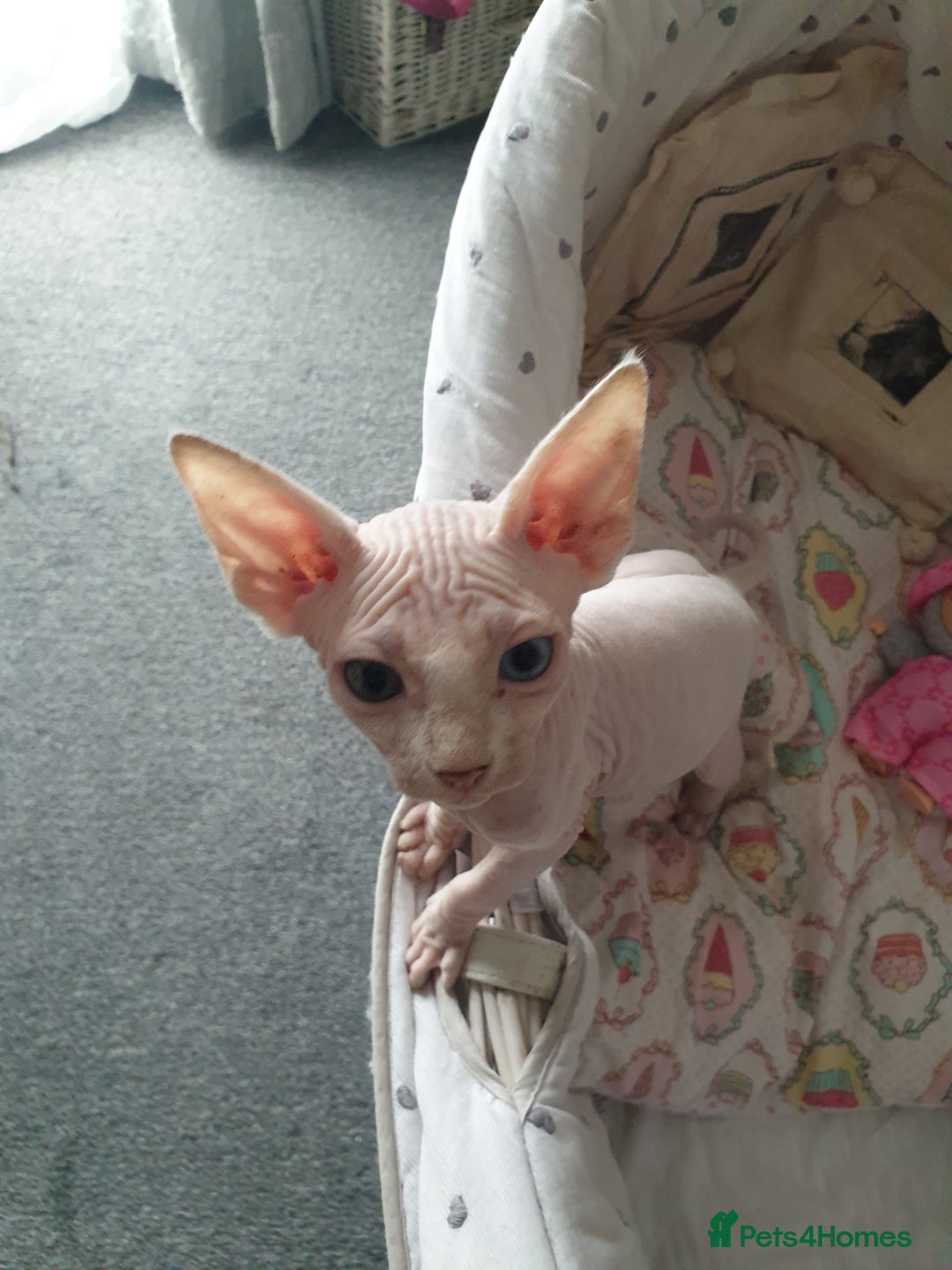 Sphynx cats for sale: Baby Sphynx Kitten - Image 2