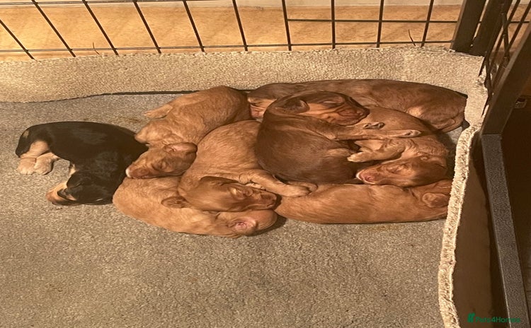 Cockapoo dogs - Advert 1