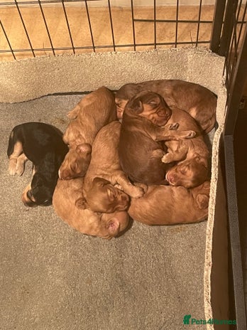 Cockapoo dogs - Advert 2