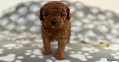 Cockapoo dogs - Advert 8