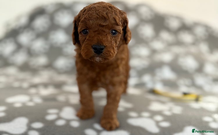 Cockapoo dogs - Advert 14