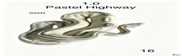 Python Snake reptiles for sale: Various royal pythons for sale - Advert 5