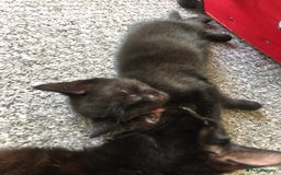 British Shorthair cats for sale: 🐾 A Rare Band of Ghost Tabby Kittens 🐾 - Image 16