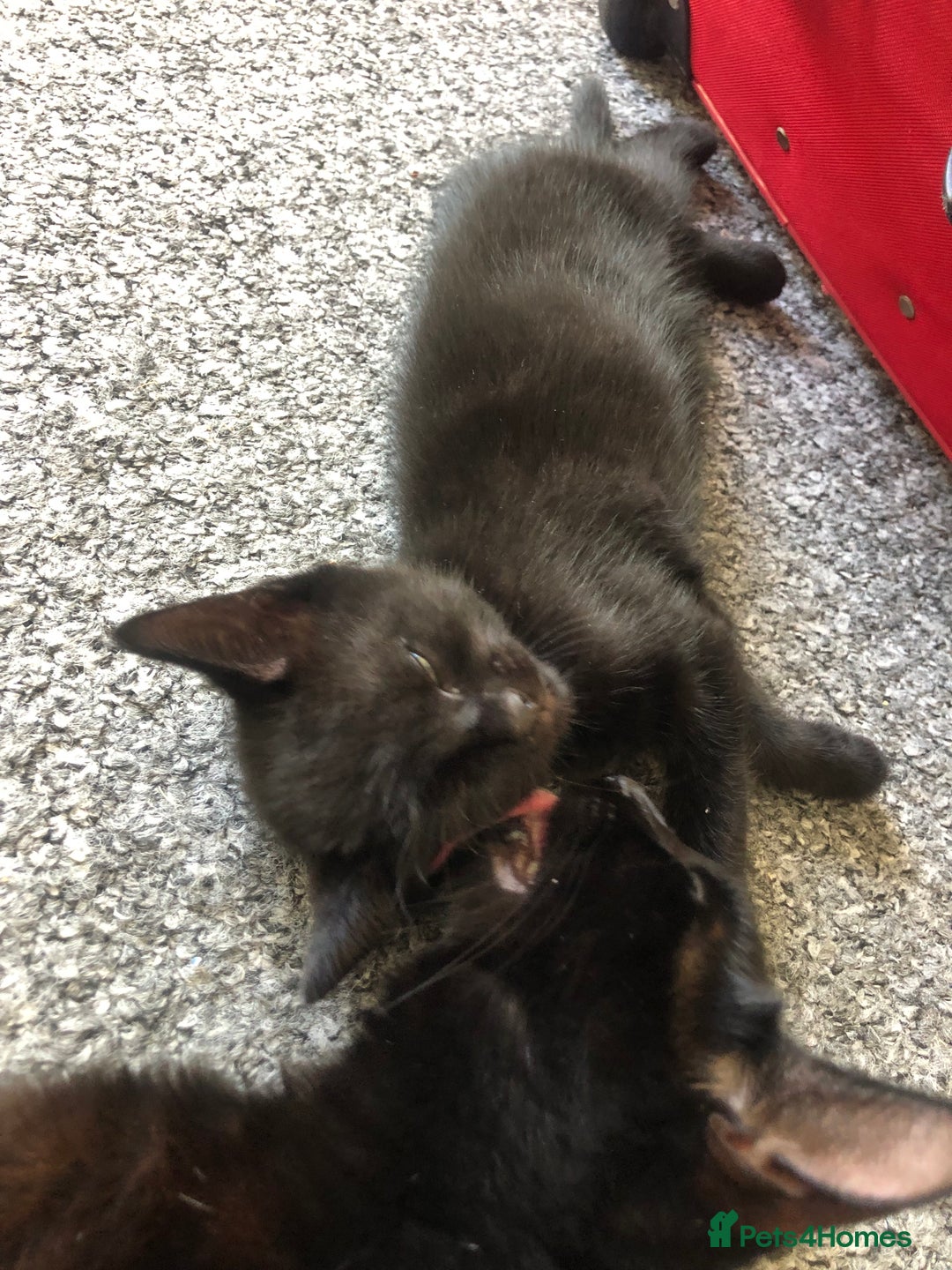 British Shorthair cats for sale: 🐾 A Rare Band of Ghost Tabby Kittens 🐾 - Image 16