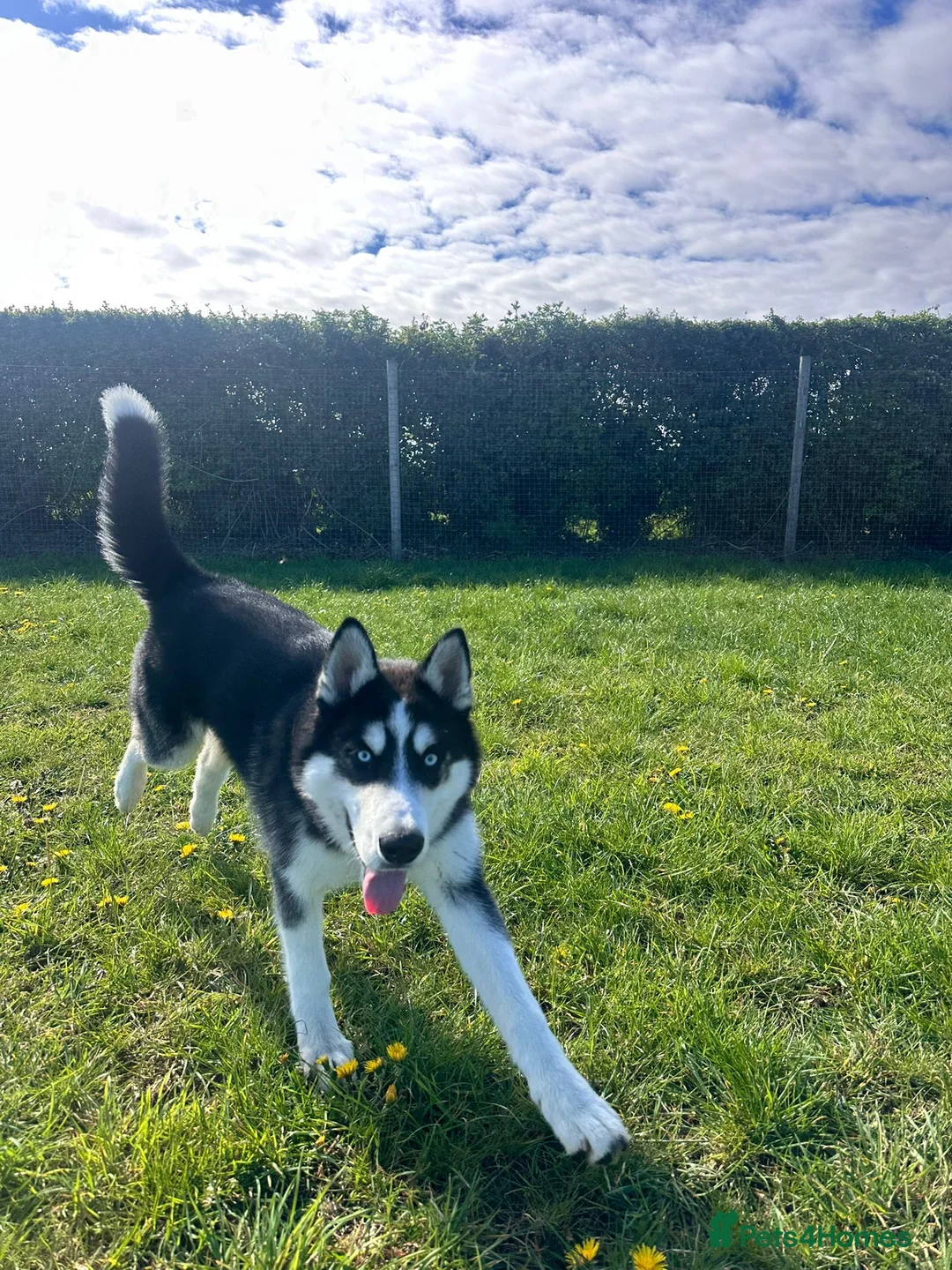 Siberian Husky dogs for sale: 6 month old Husky in Stamford - Advert 4