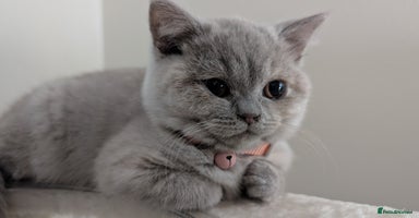 British Shorthair cats - Advert 1