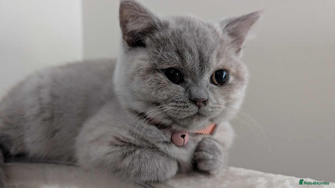 British Shorthair cats for sale: 2 BSH female kittens  - Image 3