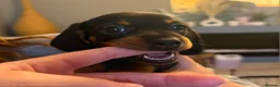 Miniature Dachshund dogs for sale: 🐾KC Silver Dapple - Elite Show Lines - 2.2% COI🐾 - Advert 25