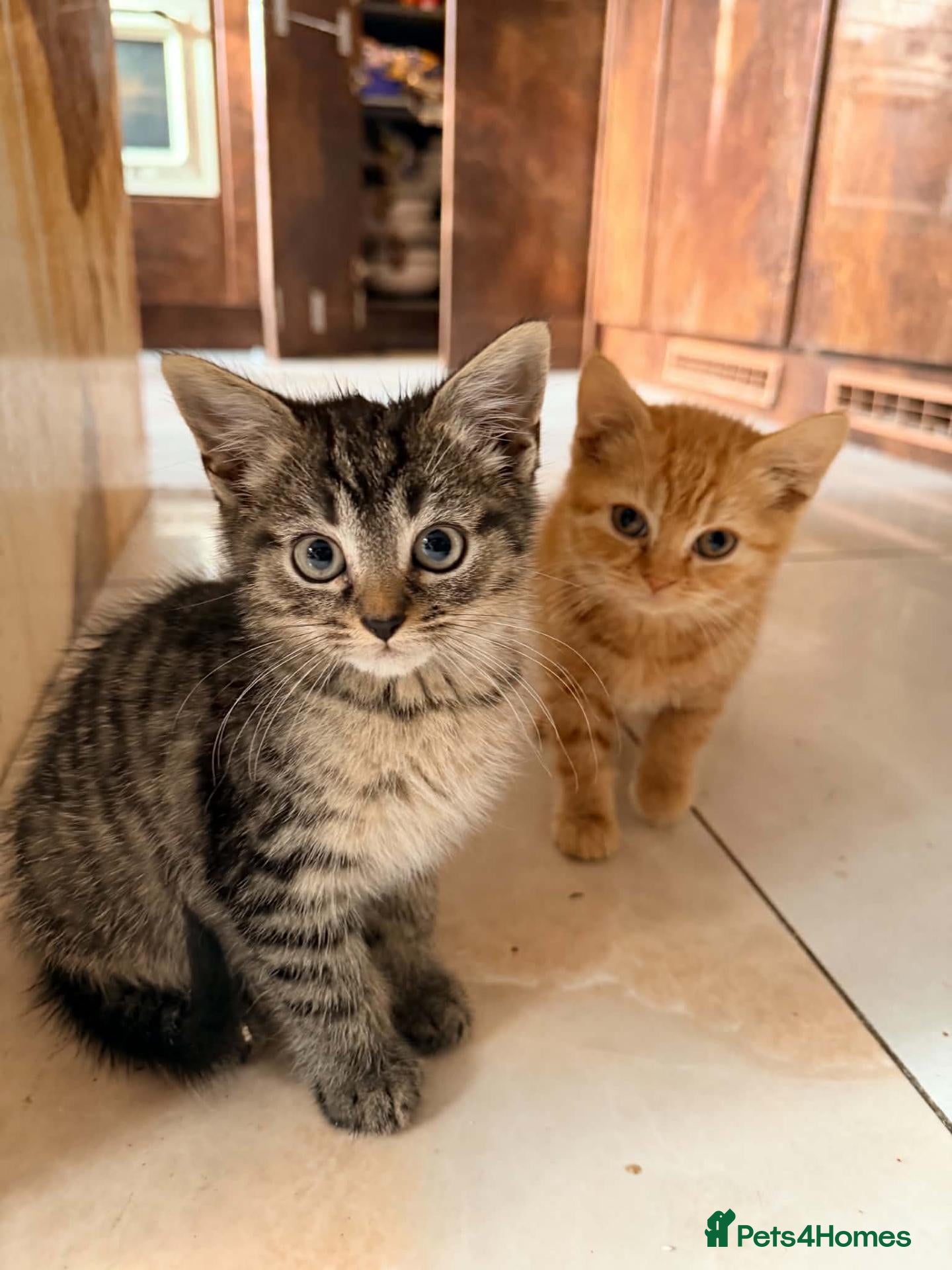 British Shorthair cats for sale: Stunning BSH Kittens Ready Now! - Advert 1