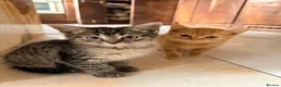 British Shorthair cats for sale: Stunning BSH Kittens Ready Now! - Advert 1