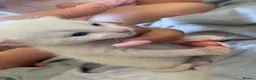 Mixed Breed cats for sale: Kieetens for sale  - Advert 8