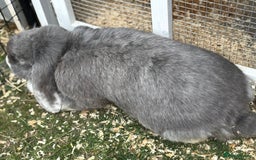 French Lop rabbits for sale: Female giant french lop  - Image 4