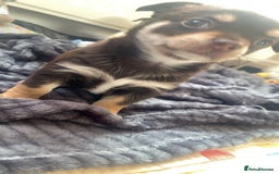 Chihuahua dogs for sale: Chihuahua - Full breed puppies - Image 19