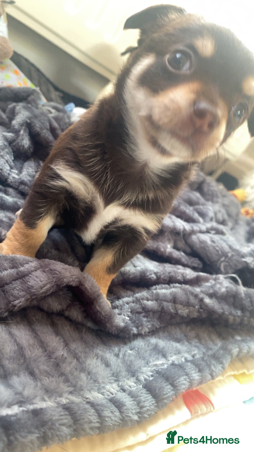 Chihuahua dogs for sale: Chihuahua - Full breed puppies - Image 19