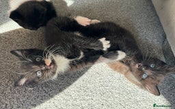British Shorthair cats for sale: Kitten ready for forever homes  - Image 14
