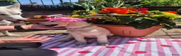 Siberian Husky dogs for sale: 1 white female husky pup 1st & 2nd Vaccines! - Advert 24