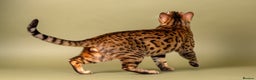 Bengal cats for stud: Stud cat Tica actives 5 generations pedigree  in Barnsley - Advert 11