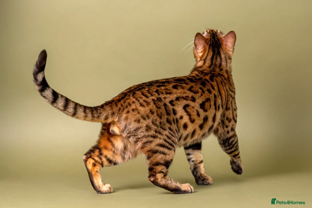Bengal cats for stud: Stud cat Tica actives 5 generations pedigree  in Barnsley - Advert 11