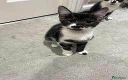 Mixed Breed cats for sale: Lovely playful kittens  - Image 17