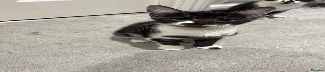 Mixed Breed Kitten 2