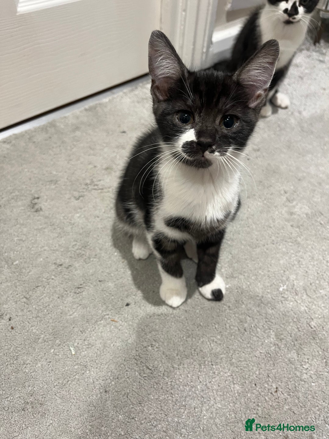 Mixed Breed cats for sale: Lovely playful kittens  - Image 17